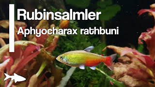 Aquariumbewohner im Porträt Rubinsalmler Aphyocharax rathbuni FISCHMEDIA [upl. by Alejandrina]