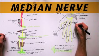 Median Nerve  Anatomy Tutorial [upl. by Aysan44]