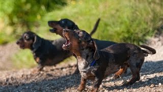 DACHSHUND BARKING  DACHSHUND HOWLING AND BARKING COMPILATION 2016 [upl. by Eiramave674]