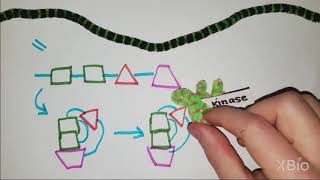 What is Phosphorylation [upl. by Wamsley206]