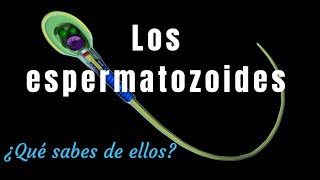 ¿Qué sabes de los espermatozoides [upl. by Bronez]