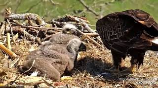 Decorah Eagles  North Nest 19042024 [upl. by Konstance255]