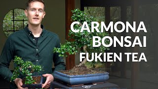 Carmona Bonsai care Fukien tea [upl. by Ynavoj]