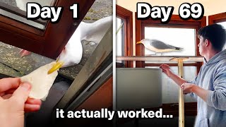 Feeding My Pet Seagull for 69 Days to Gain his Trust [upl. by Chak]