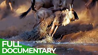 Wildlife Laws Only the Fastest Will Survive  Free Documentary Nature [upl. by Honan734]