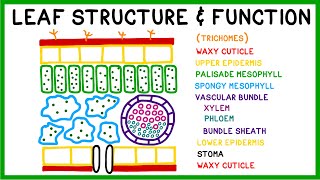 Leaf Structure and Function [upl. by Ahsaetal]