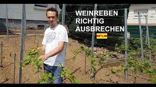 Arbeiten an der Weinrebe 03  Ausbrechen [upl. by Notsirhc]