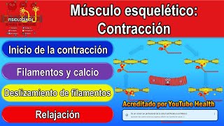 Contracción muscular  Contracción muscular fisiología  Contracción musculo esquelético [upl. by Yniffit]