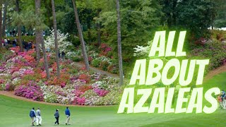 How To Take Care of Azaleas [upl. by Idnahr]