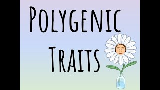 Polygenic Traits [upl. by Anaerb174]