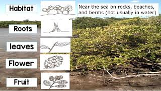 Four kinds of mangroves [upl. by Judi]