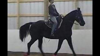 Work That Walk Gaited Horse Gait Training Naturally [upl. by Suqram921]