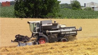 GLEANER Combines Harvesting Wheat [upl. by Arst769]