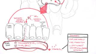 Vitamin B12 Digestion and Absorption [upl. by Cadman]