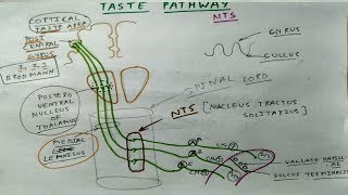 Taste Pathway [upl. by Glen]