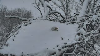 Decorah North Nest  Mom burried under snow in April  04182018 [upl. by Narih]