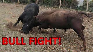 the BULLS BATTLE for dominance  combining the cattle herds amp turning them out on fall pasture [upl. by Cheryl]