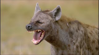 Wild Life  Spotted Hyenas Documentary 2020 Full HD 1080p [upl. by Ahsel]