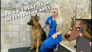 How to Treat Skin Infections in Dogs  Pyoderma [upl. by Kraus]