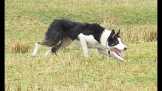 Lot 16 4522 Farmers Marts Dolgellau Online Sheepdog Auction [upl. by Wakeen]