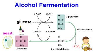 Anaerobic Respiration and Fermentation [upl. by Ytirev]