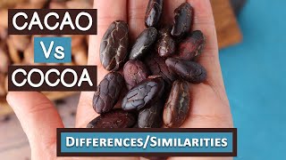 Cacao Vs Cocoa Top 6 Differences and Similarities [upl. by Aniluj24]