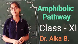 Amphibolic Pathway  Plant Respiration  Class  XI  Plant Physiology [upl. by Nosimaj]