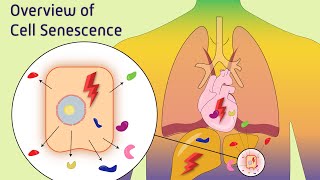 Overview of Cell Senescence [upl. by Ardnohs]