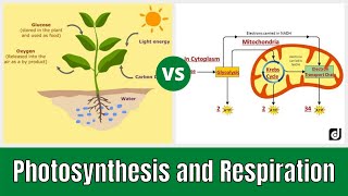 Photosynthesis and Cellular Respiration Grade 9 [upl. by Nwahser]