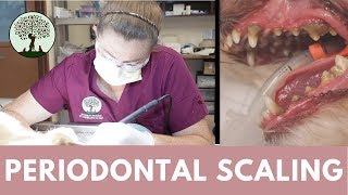 Periodontal Scaling in Cats amp Dogs [upl. by Akim]