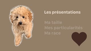 CHIOT CANICHE TOY  Les présentations [upl. by Sethrida]