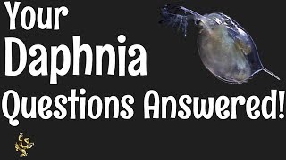 Daphnia Questions Answered [upl. by Tarrant194]