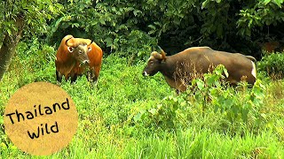 Banteng วัวแดง Herd with Two Big Bulls in Huai Kha Khaeng Wildlife Sanctuary Thailand [upl. by Townshend]