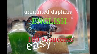 daphnia moina culture Easy way Unlimited production English  with sub Green water Chlorella [upl. by Cela821]