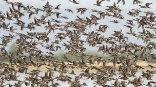 Birds of the Mississippi River Delta [upl. by Heeley]