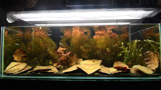 Pantanal Biotope Aquarium [upl. by Cristi]