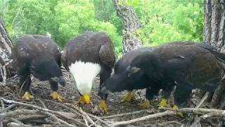 DECORAH EAGLES 🐣🐣🐣 OH NO SUPERMOMS QUICK REACTION ◕ EAGLETS AT NINE WEEKS ◕ AWESOME JOB MOM [upl. by Suruat424]