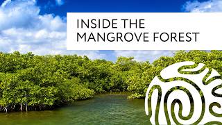 Inside the Mangrove Forest [upl. by Barna]