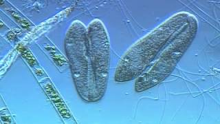 Paramecium conjugation [upl. by Noslien]