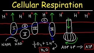 Cellular Respiration [upl. by Anneehs963]