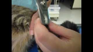 Unfriendly cat nail trim [upl. by Aleahc]