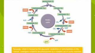 Respiration In Plants [upl. by Elleiand]