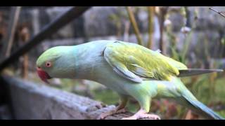 The Cycle of Parrot Molting  Indian Ringnecks [upl. by Pejsach]