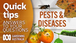 Pests diseases  Your questions  Our answers  Gardening Australia [upl. by Idnam]