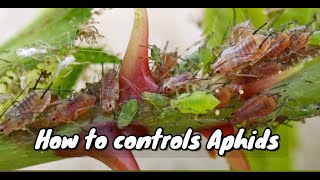 How to control Aphids with Dish Soap [upl. by Anasxor]