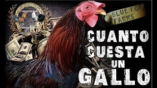 Cuanto cuesta un gallo [upl. by Silva]