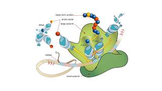 Proteínas  BIOQUÍMICA Estructuras proteicas y aminoácidos [upl. by Hecht]