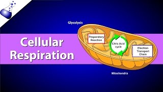 Cellular Respiration [upl. by Ayet]