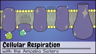 Cellular Respiration UPDATED [upl. by Alimhaj]