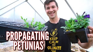 Easily Propagate Petunia Cuttings [upl. by Seaddon388]